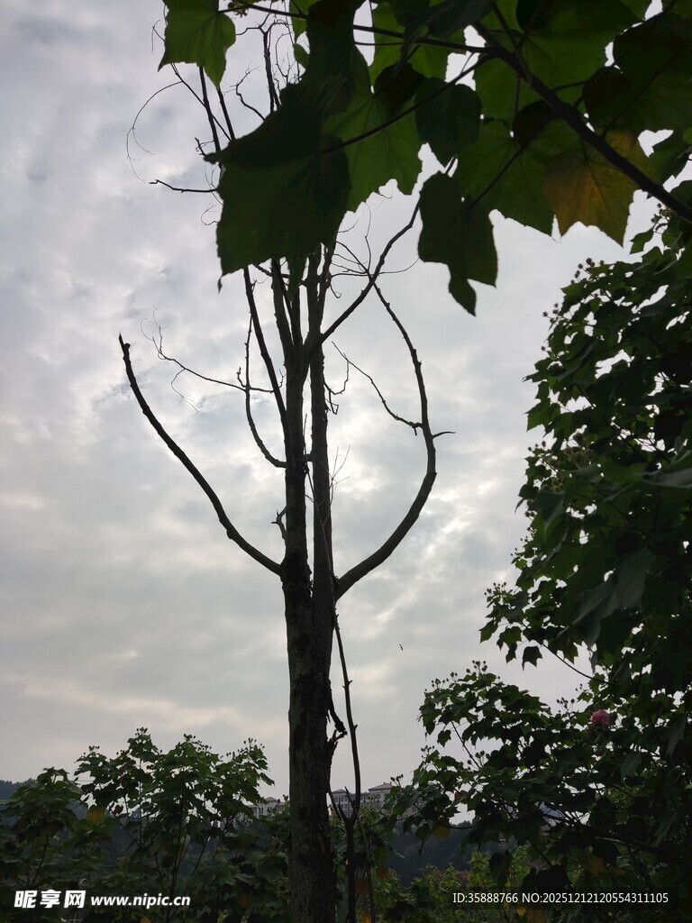 枯树立于绿意环绕间