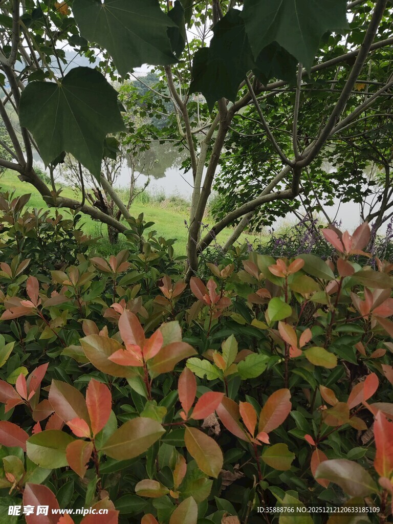 多彩叶片点缀绿植间