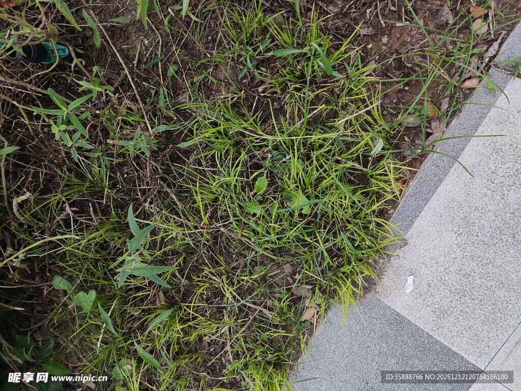 路边嫩绿小草生机盎然