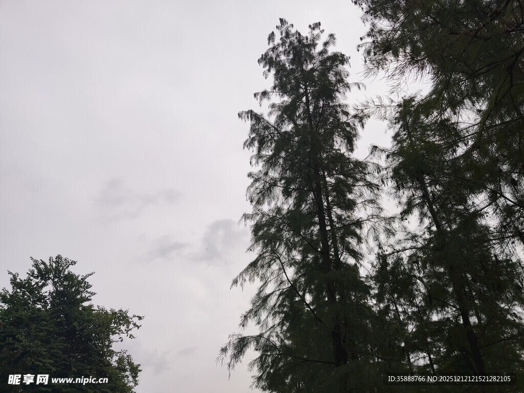 天空下的挺拔树木