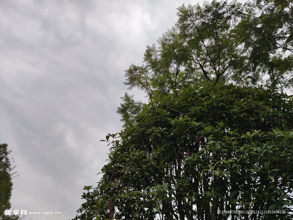 天空下的葱郁树木