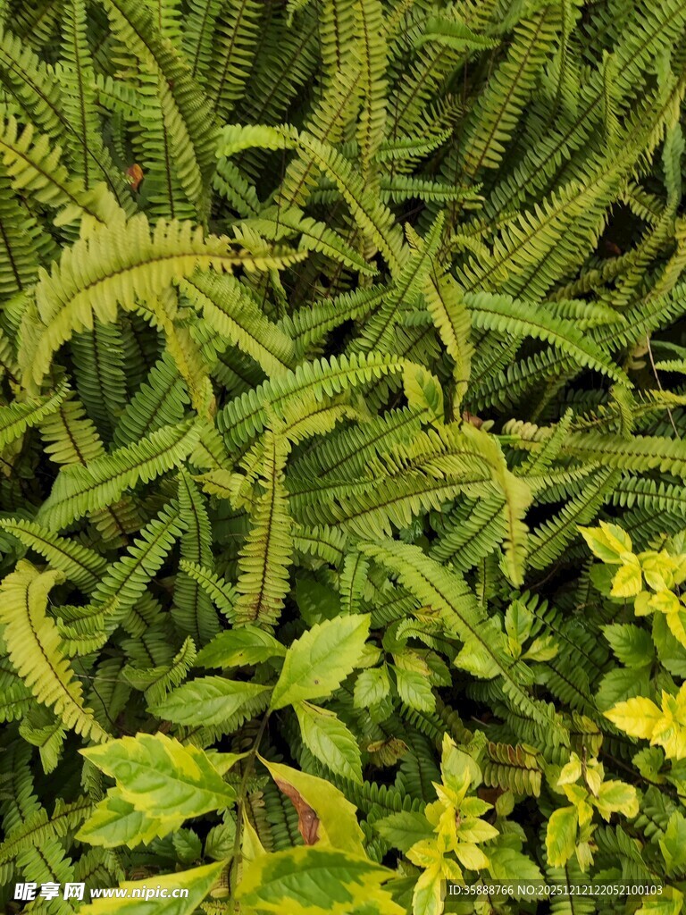 繁茂绿植与黄色小花景观