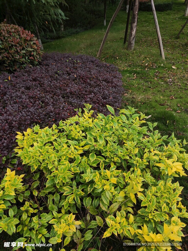 多彩灌木装点花园一角