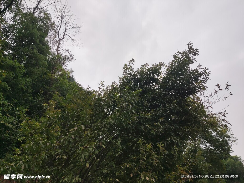 茂密山林绿意盎然