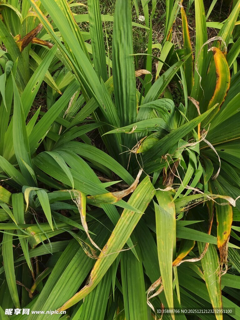翠绿带黄的茂盛植物