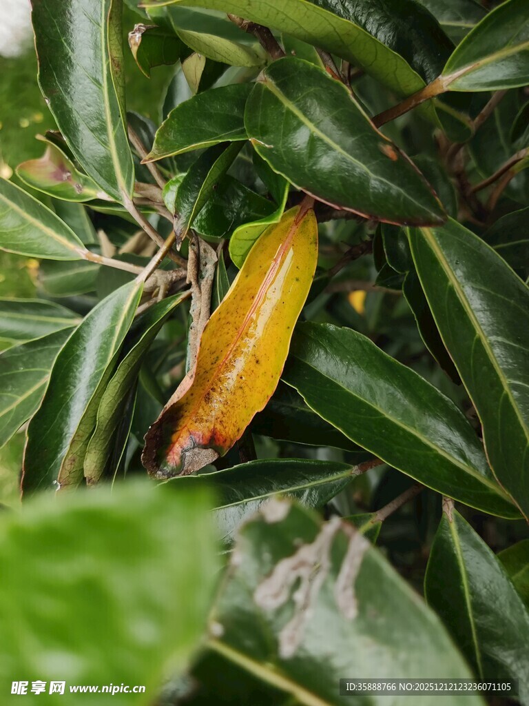 绿叶间的黄色植物果实