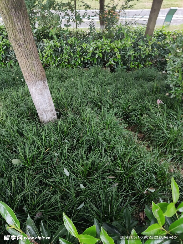 树下葱郁绿植景观