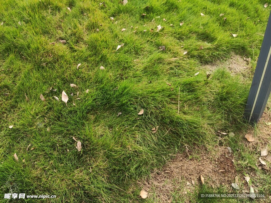 草地边的金属杆景象