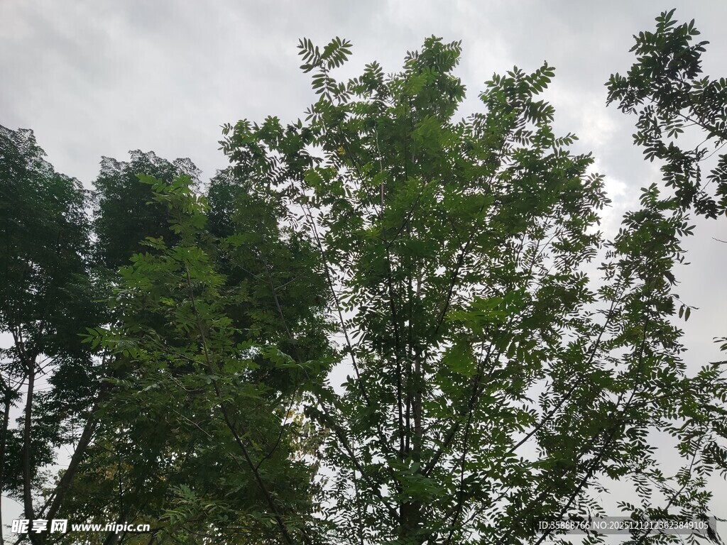 茂密绿树与天空景致