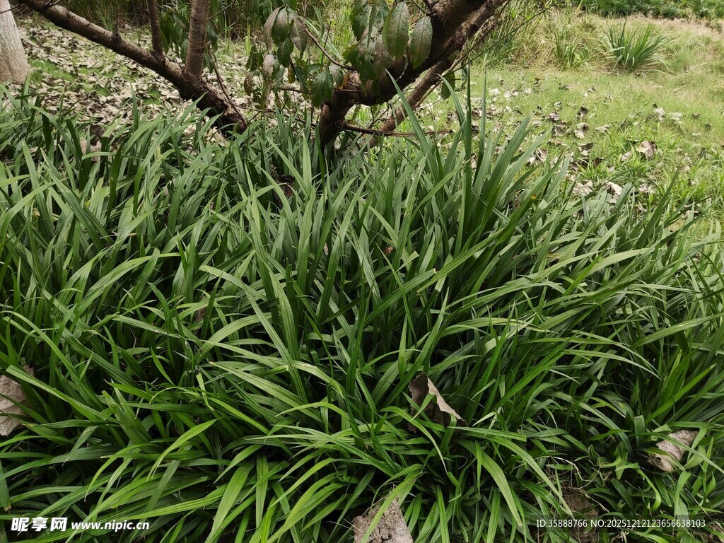 树下葱郁绿植展自然之美