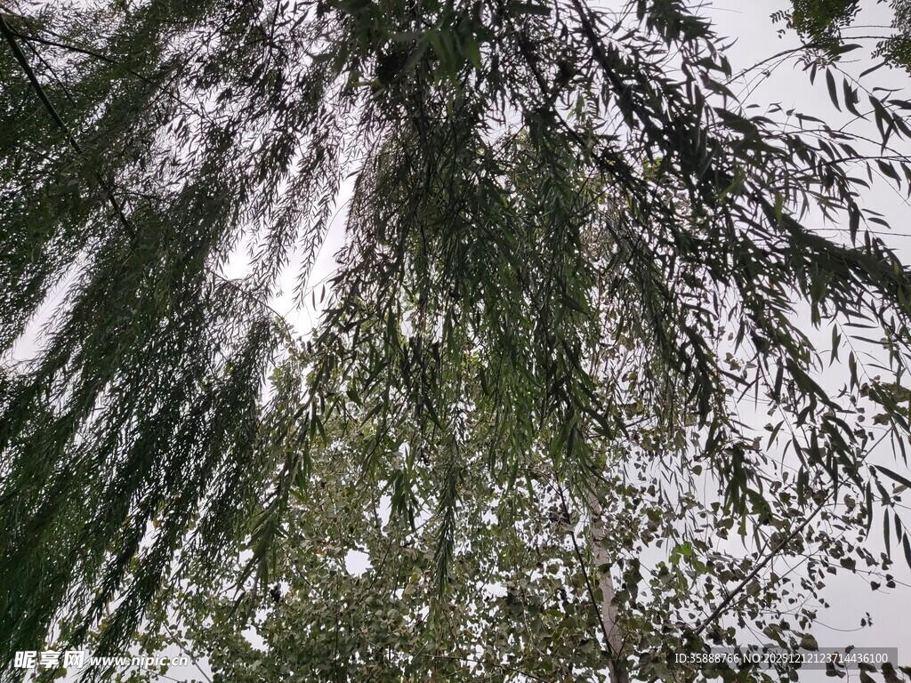 仰视茂密松树枝叶