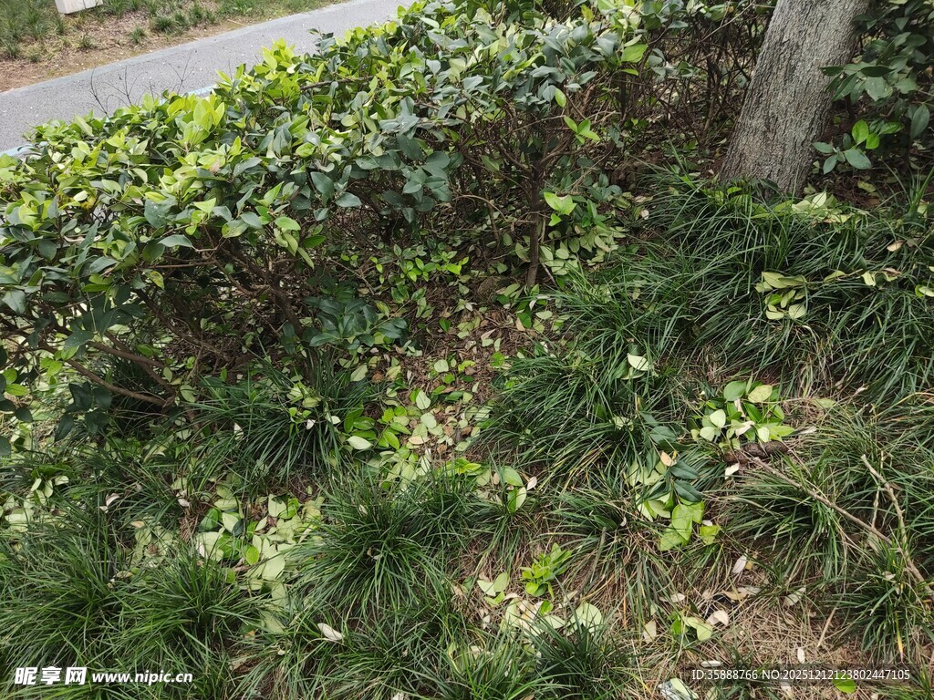 路边繁茂绿植景观