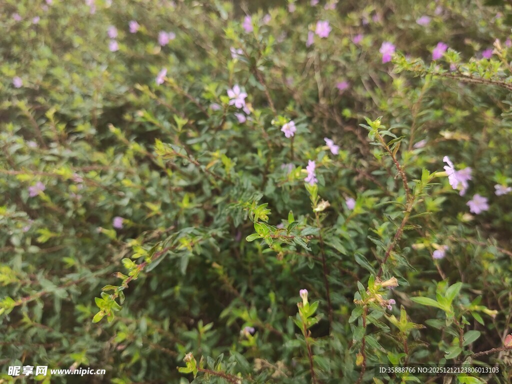 野外绽放的紫色小花