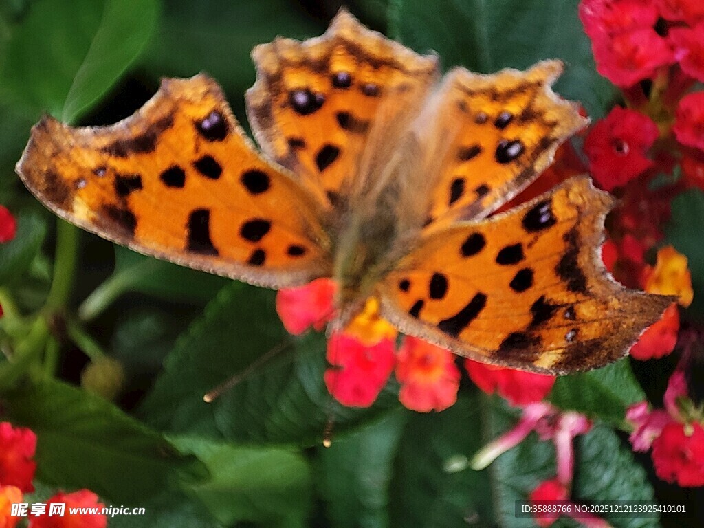 豹纹蝴蝶停驻鲜艳花朵