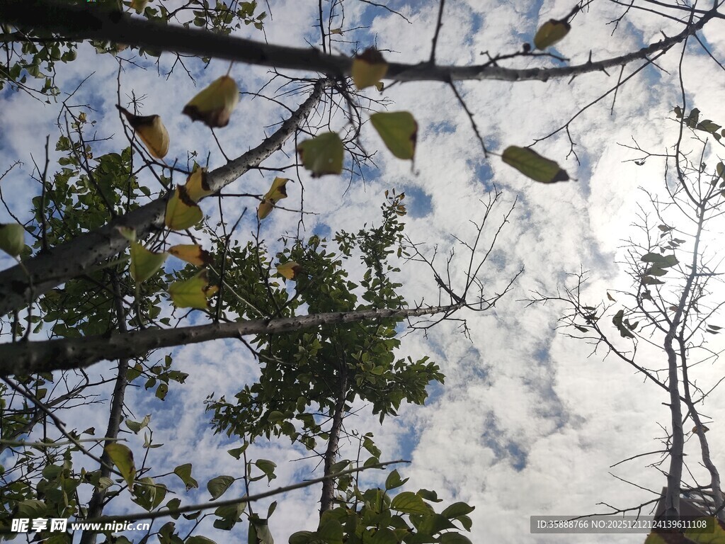 仰视枝头树叶与天空