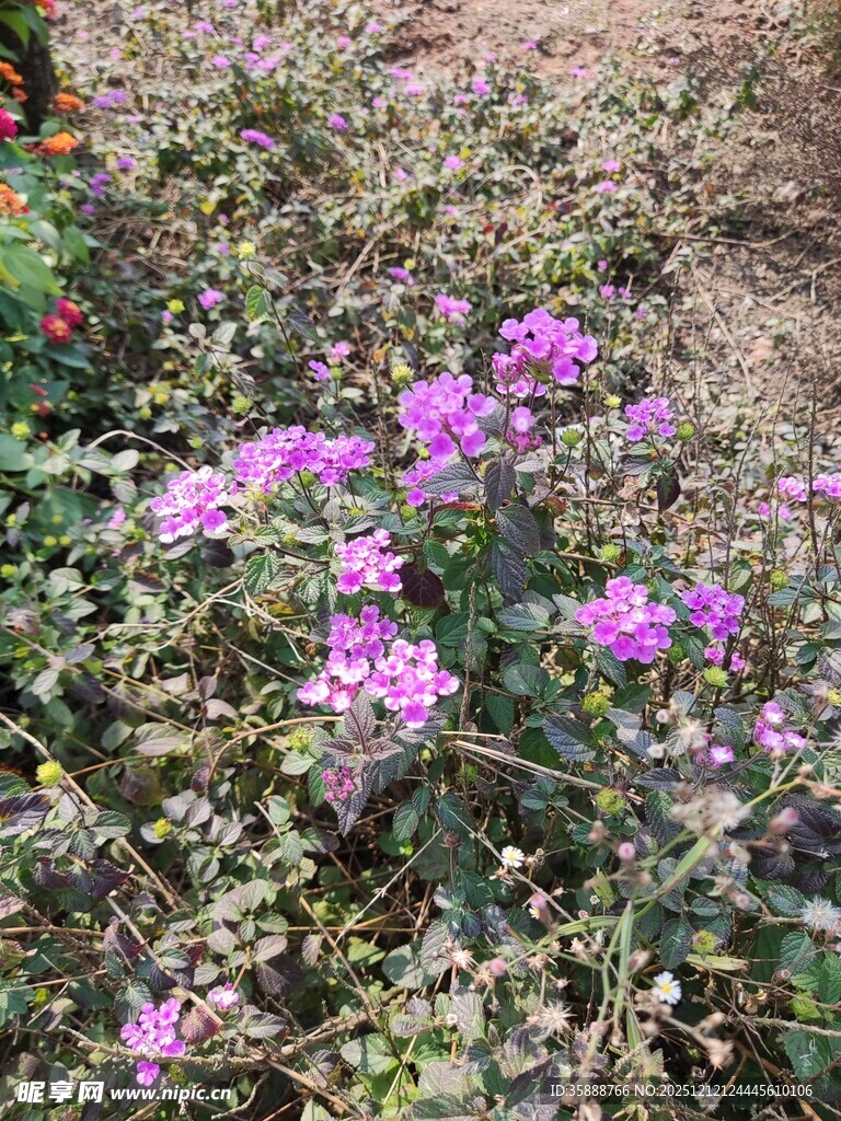 紫色小花绽放于草丛间