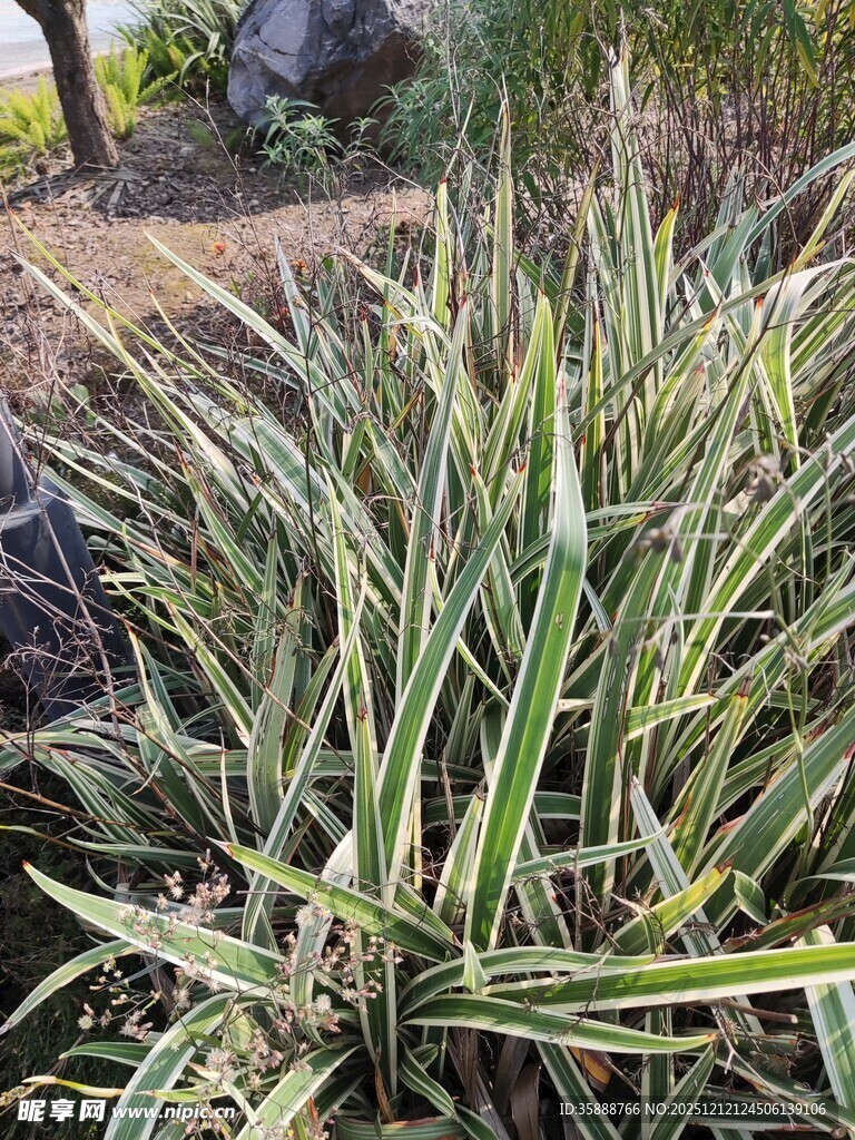 带斑纹的绿色芦荟植物