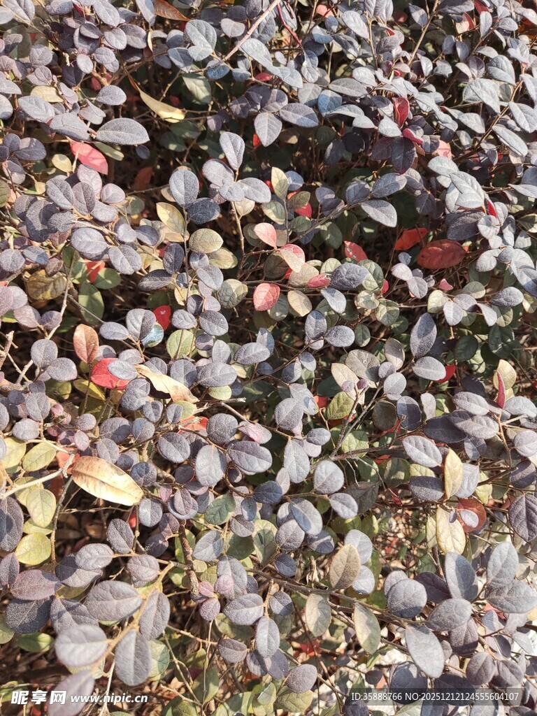 地面五彩落叶景观