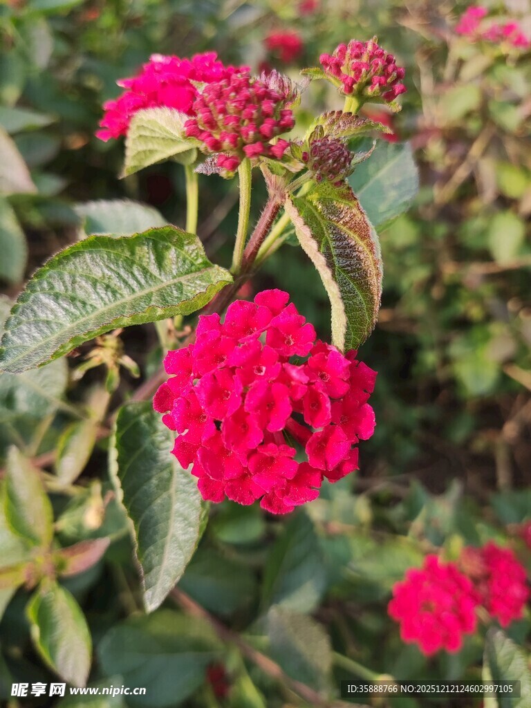 娇艳红马缨丹绽放