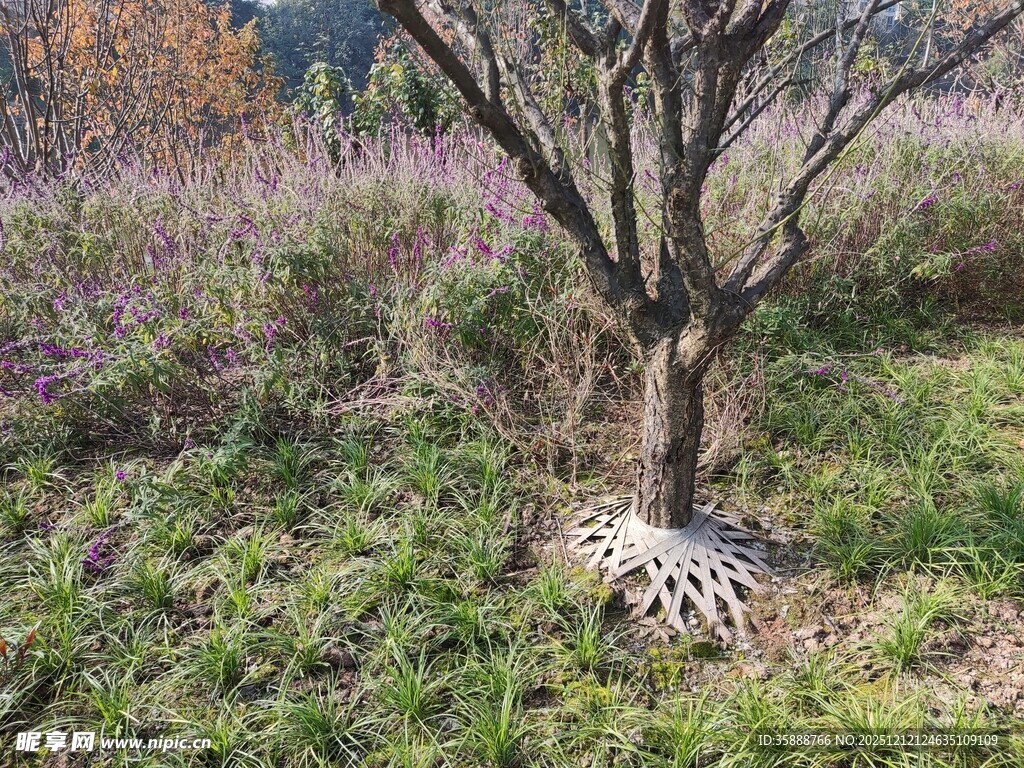 野外枯树下的奇特地面景象