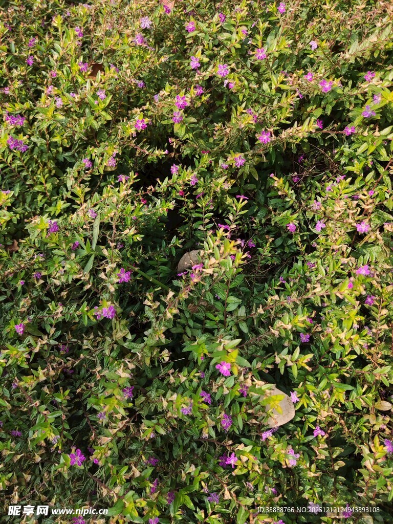 繁茂绿植中的紫色小花