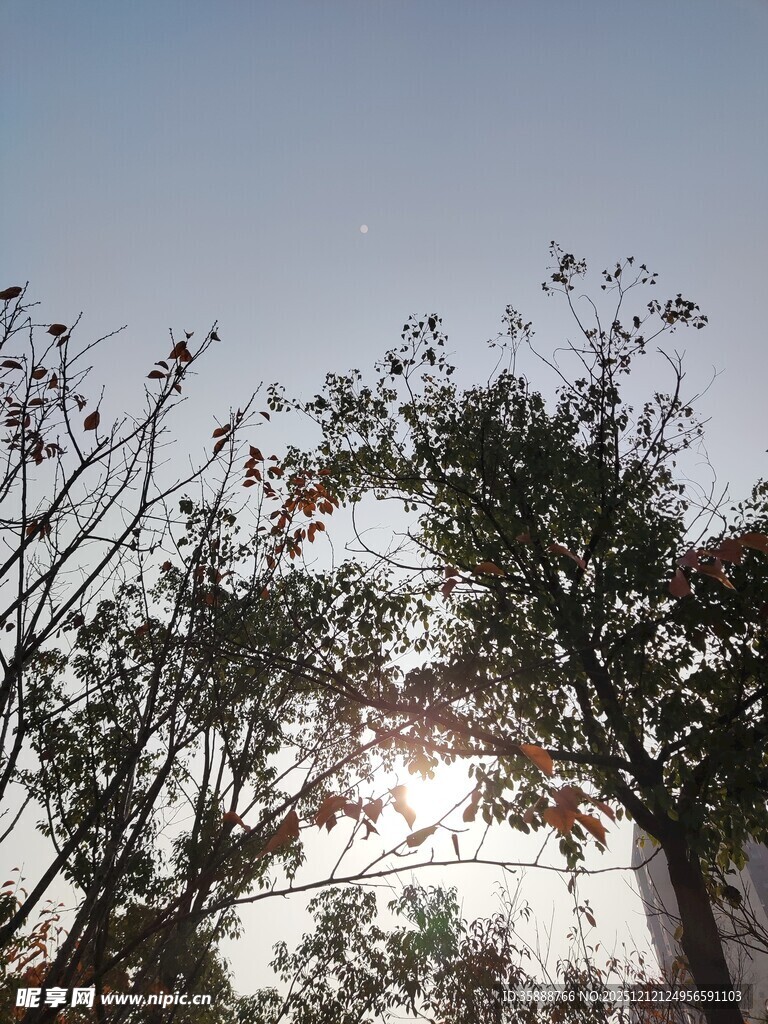 阳光透过树枝的自然景象