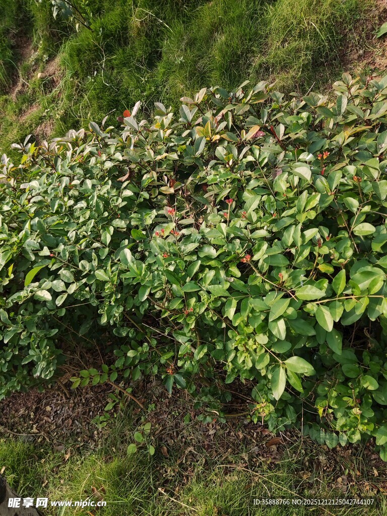 山坡上的繁茂绿植