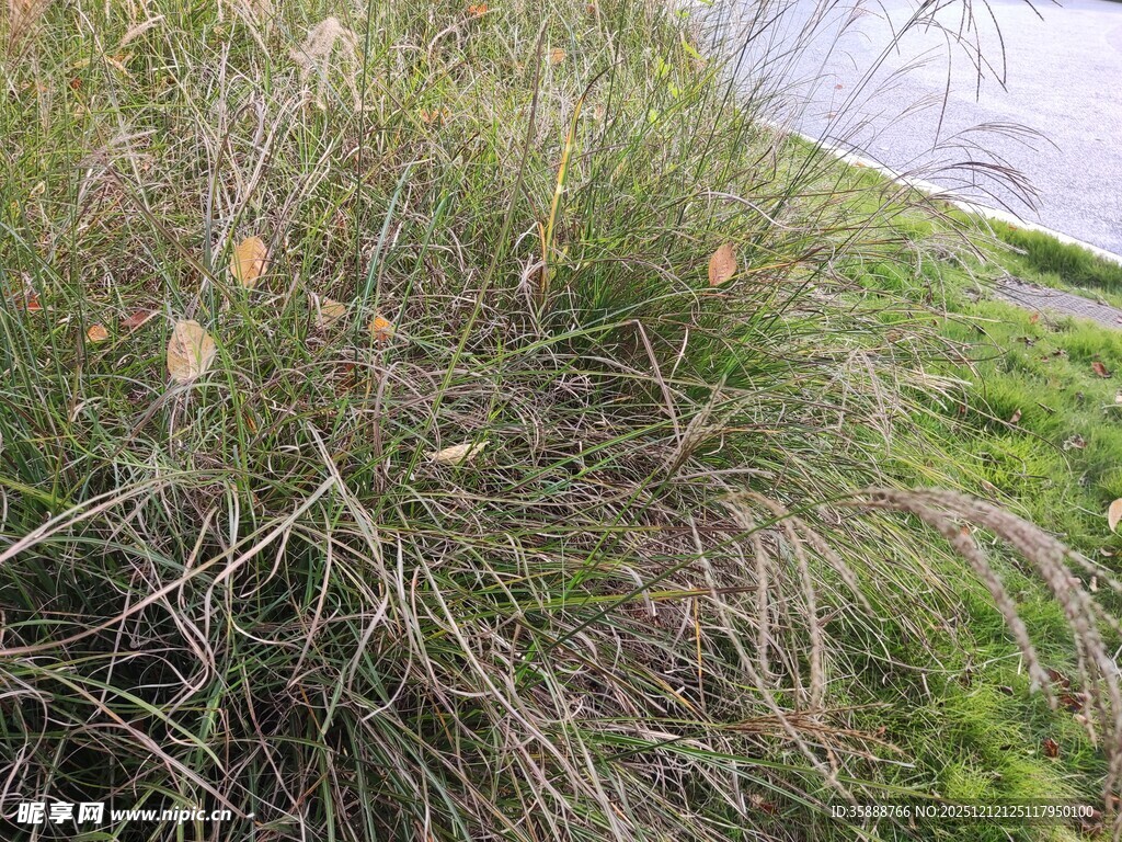 岸边茂盛的野草