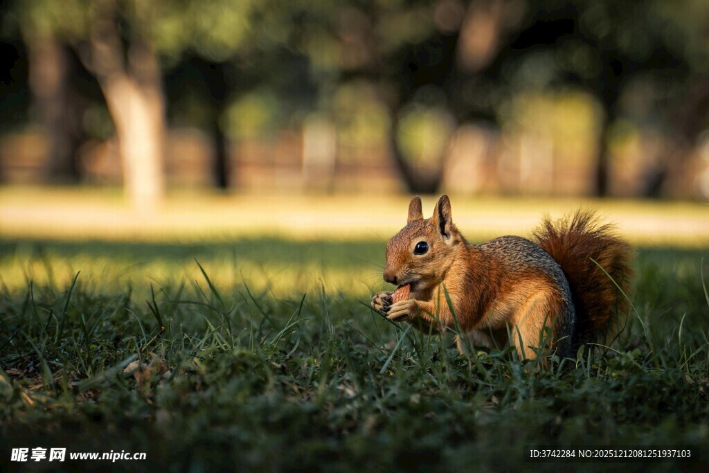 草地上进食的可爱小松鼠