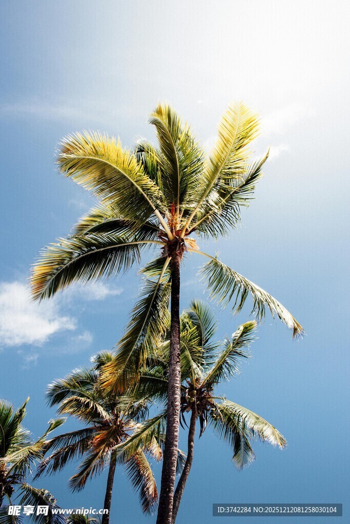 蓝天椰树 热带风情美景