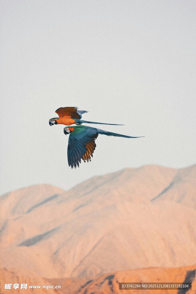 沙漠上空飞翔的多彩鸟儿