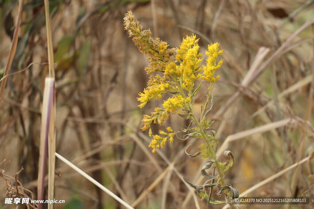加拿大一枝黄花
