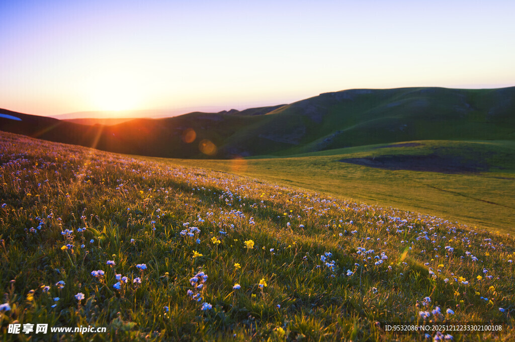 夕阳下的花海草原美景