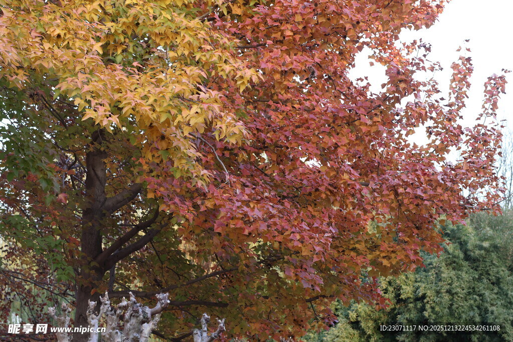 秋日斑斓彩叶树
