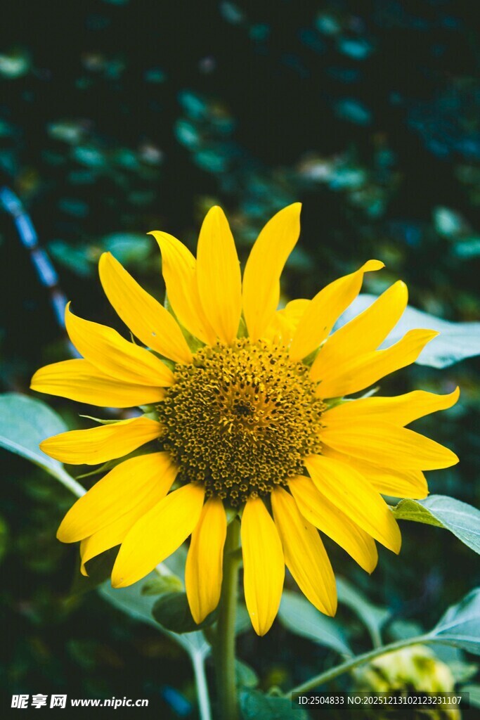 绽放的黄色向日葵