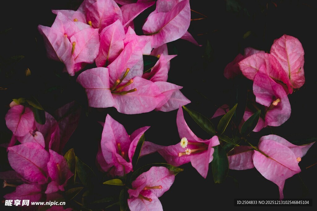 娇艳三角梅绽放