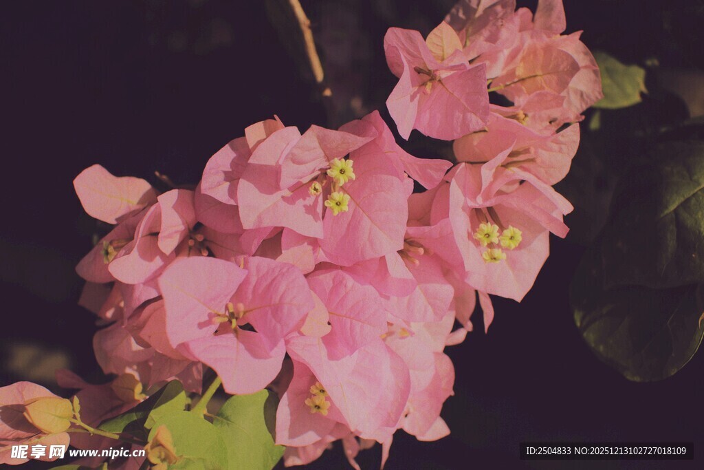 娇艳三角梅绽放