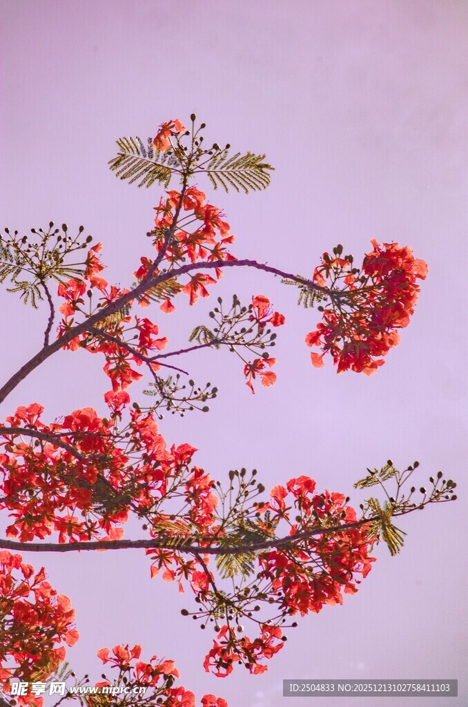 枝头绽放的艳丽红花