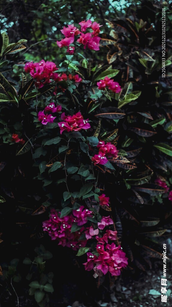 娇艳三角梅绽放