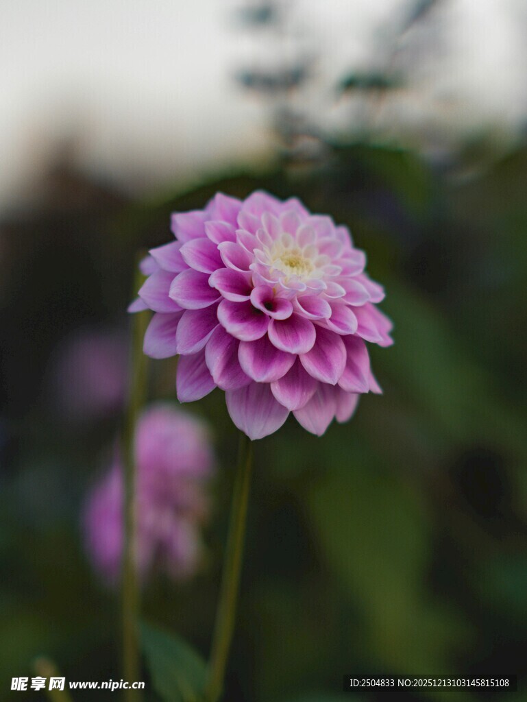 娇艳粉色大丽花特写