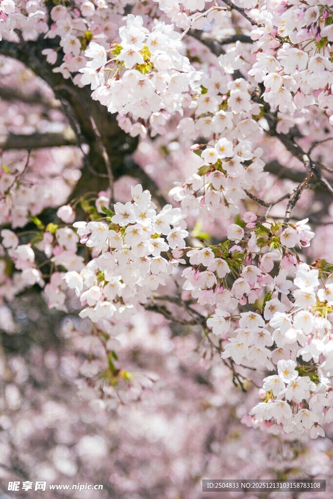 烂漫樱花绽放枝头