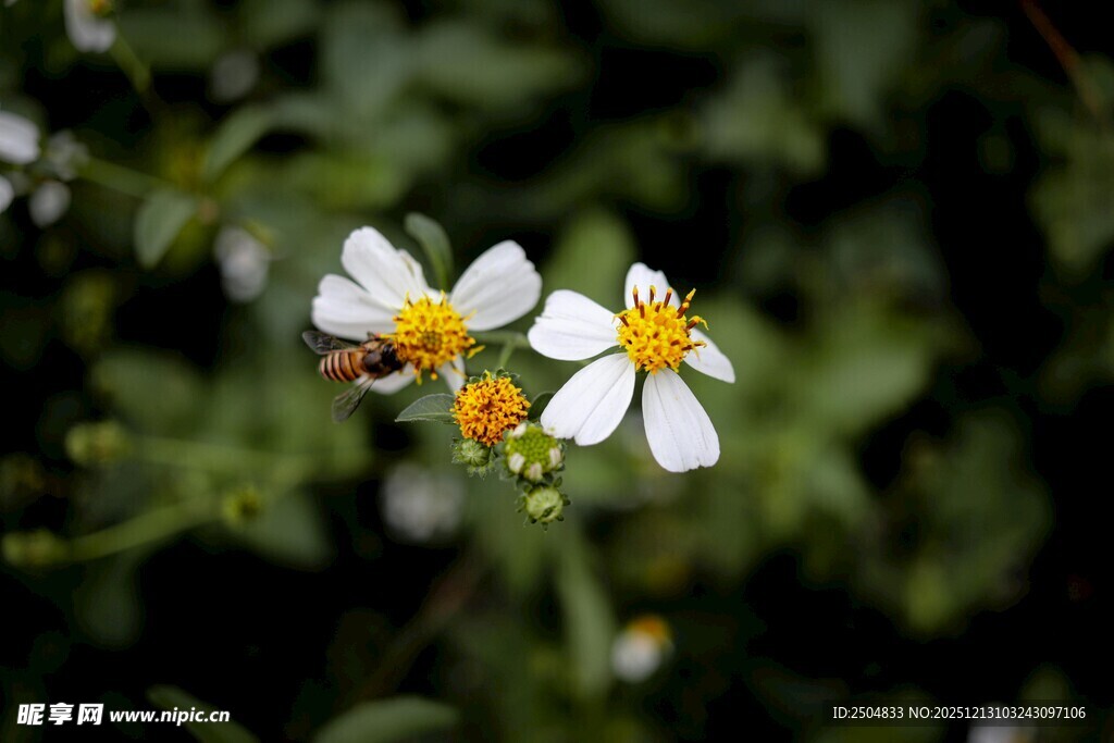 清新小白花绽放绿意间
