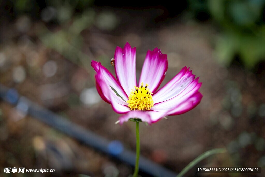 粉色波斯菊特写