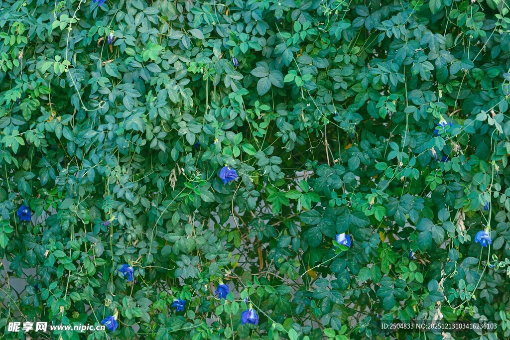 绿叶丛中点缀蓝色小花