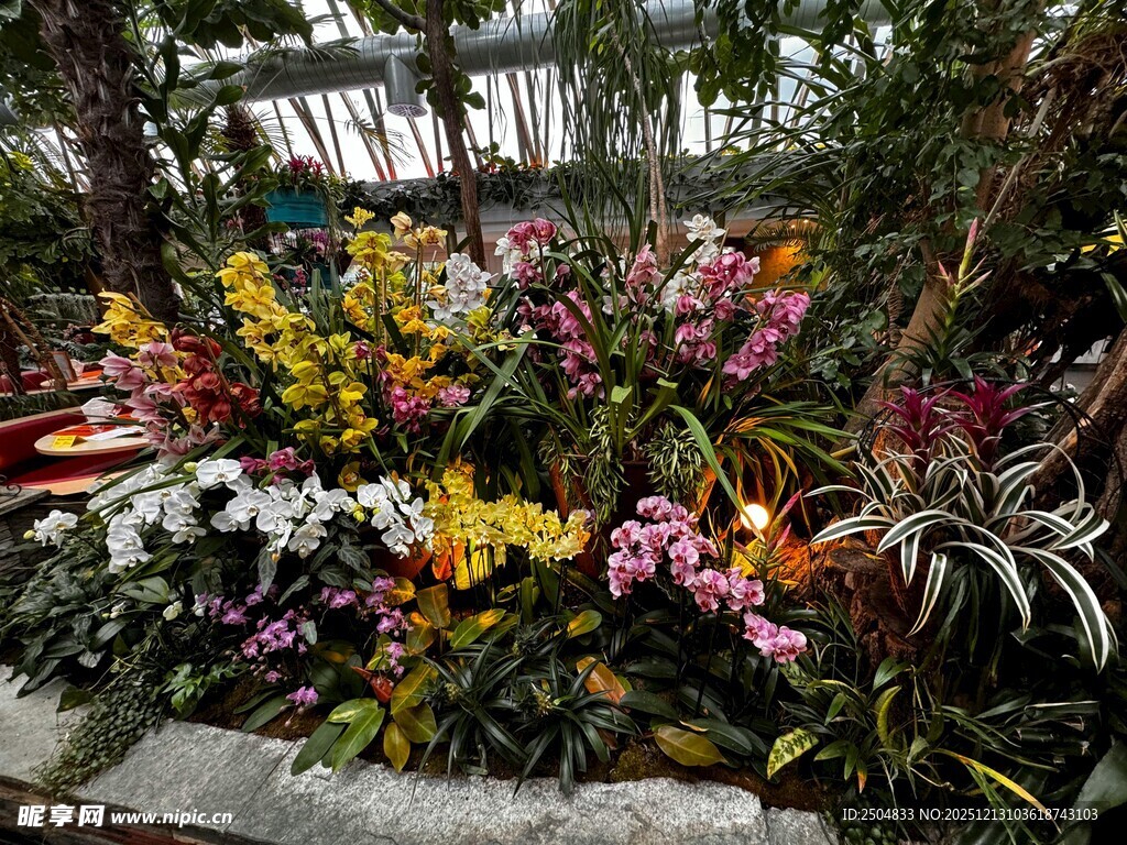 多彩花卉绽放美丽景观