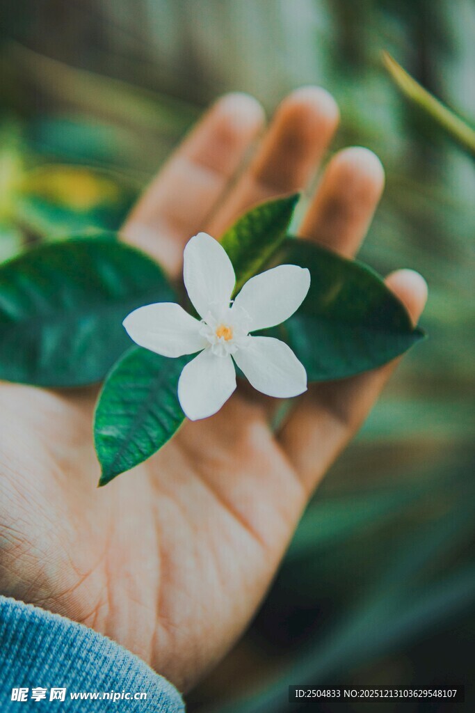 手捧素雅小白花