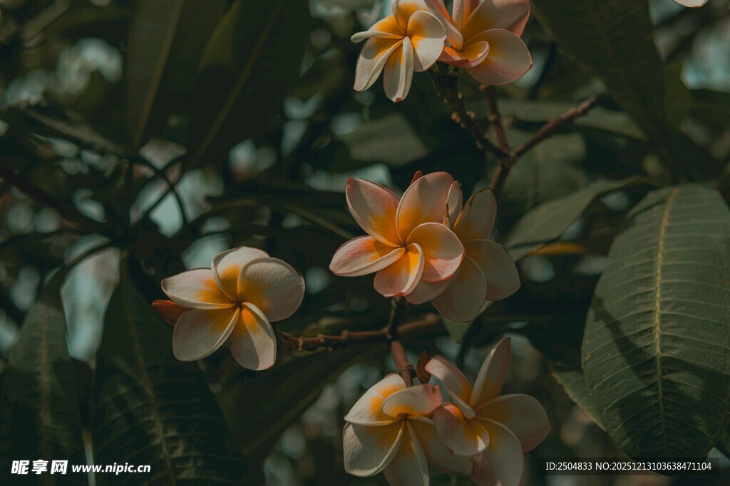娇艳鸡蛋花绽放枝头