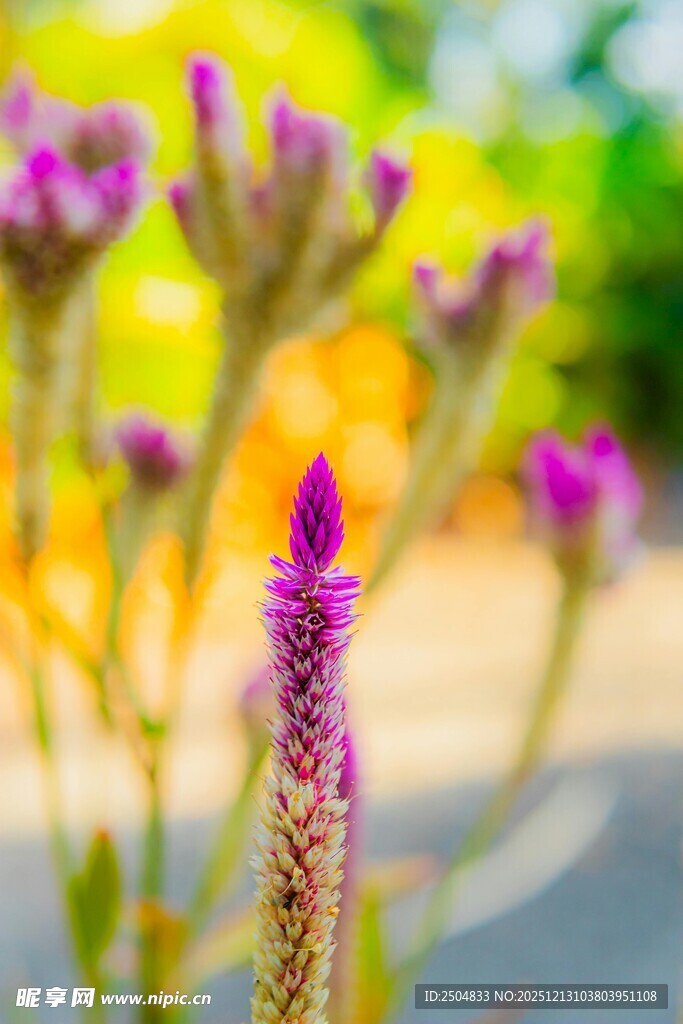 紫色小花绽放于自然间