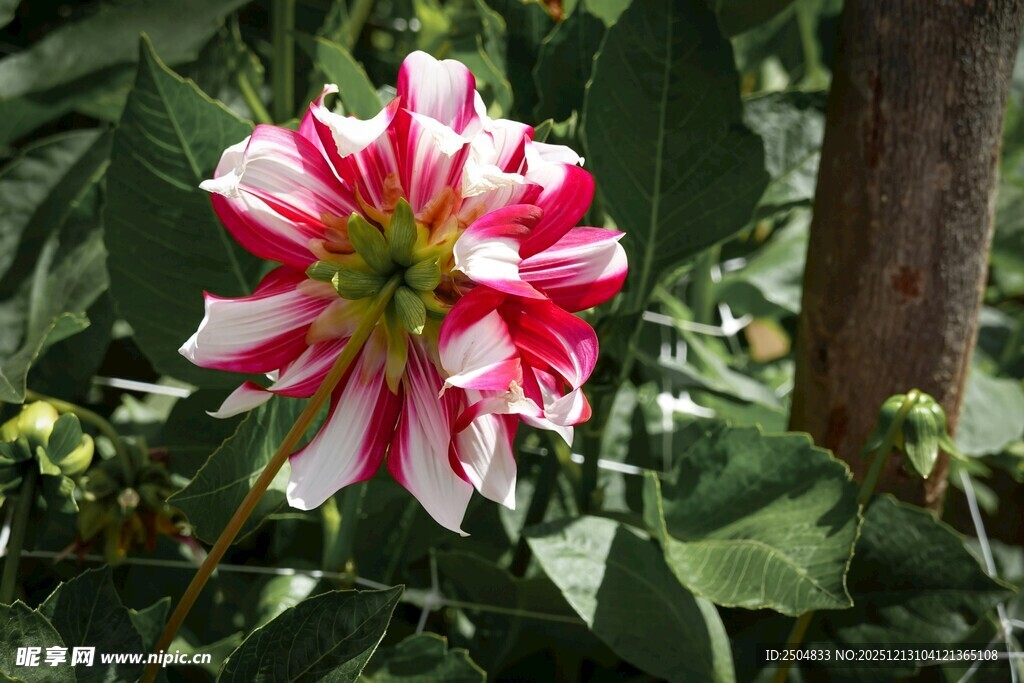 粉白条纹大丽花绽放