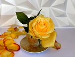 黄玫瑰插于精致容器中